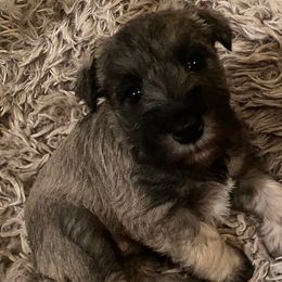 Miniature Schnauzers from Kylie's Miniature Schnauzers