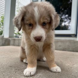 Zelda - Red merle female Australian Shepherd puppy in Morrison, Colorado from Friendly Hills Aussies