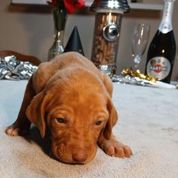 Blue - Golden rust male Vizsla puppy in Maineville, Ohio from Izabella Vizslas
