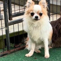 DUTCH NEUTERED - Fawn and white male Chihuahua puppy in Williamsburg, Virginia from PAWSitive Cheeky Chihuahua LLC