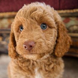 Grace - Mini - Apricot female Goldendoodle puppy in Lancaster, California from Kid's Best Doodle
