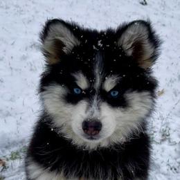 Pomskies from Prairie Moon Pomskies