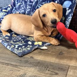 Henry - Cream male Dachshund puppy in Crossville, Tennessee from Golden Critter Farm