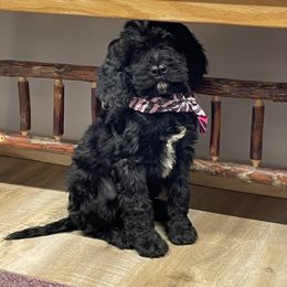 Sasha - Black and white female Springerdoodle puppy in Lisbon, Ohio from Willow Lane Doodles