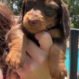 Storm - Chocolate and tan male Dachshund puppy in Southwest Ranches, Florida from Breezy Florida Dachshunds