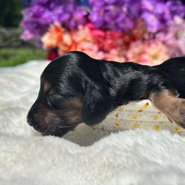 Flint long hair - Black and tan male Dachshund puppy in Lakeland, Florida from Elite Doxies Florida