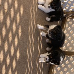 "Sold" Miniature American Shepherd Puppies from Tenley’s Miniature American Shepherds
