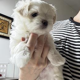 Maltese Puppies from Platinum Dunes Maltese Kennel