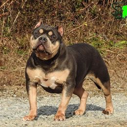 Mazi - American Bully