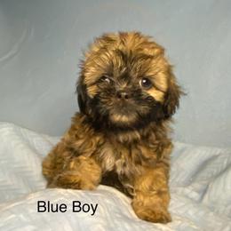 Blue boy 1 - Black and tan male Shih Tzu puppy in Zeigler, Illinois from Dandy Little  Shih Tzu, Shih Poo's and Toy Poodles