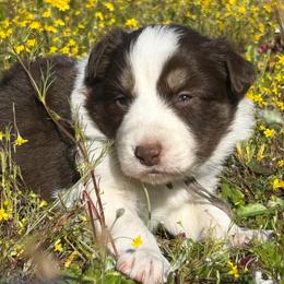 Emily - Red female Border Collie puppy in Sanger, California from Flying M Cactus Ranch Buddies