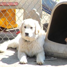 Golden Retriever Puppies from OPK Goldens