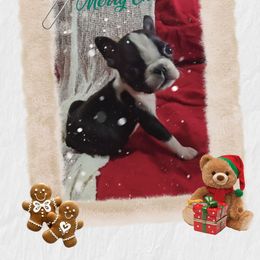 Peanut - Black and white male Boston Terrier puppy in Clinton Township, Michigan from Greenberg's Boston Terriers & Bullies of Metro Detroit