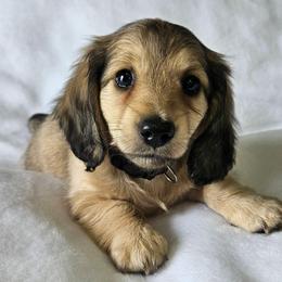 Shaded Cream Boy (Black) - Cream male Dachshund puppy in Parkersburg, West Virginia from Bourbon Barrel Ridge Doxies