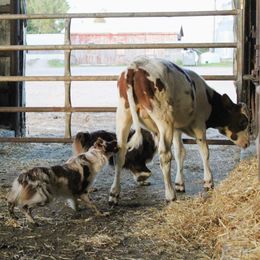 Australian Shepherds from Twisted Wire Australian Shepherds