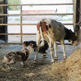 Australian Shepherds from Twisted Wire Australian Shepherds