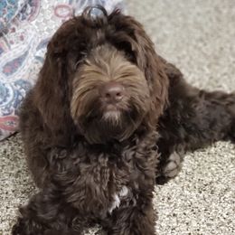 Izzy - Labradoodle