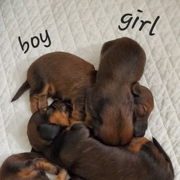 Dachshund Puppies from Riverdox Dachshunds