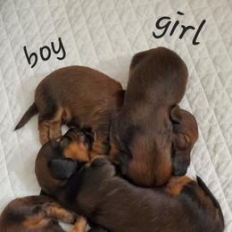 Dachshund Puppies from Riverdox Dachshunds