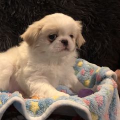 Japanese Chin Puppies from Cherishing Chins