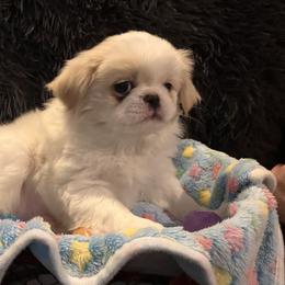 Japanese Chin Puppies from Cherishing Chins