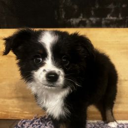 Miniature Australian Shepherd Puppies from Magnolia Aussies