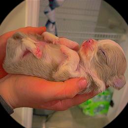 Lilo - Merle female Chihuahua puppy in Kannapolis, North Carolina from East Coast Bull Terriers N Chihuahuas