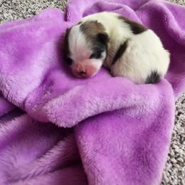 Girl 1 - Tri-colored female Pomeranian puppy in New Salem, North Dakota from Fancy Paws Pomeranians