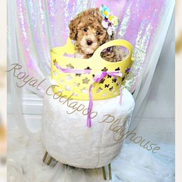 Kezia - Golden Cockapoo puppy in Demorest, Georgia from Royal Cockapoo Playhouse