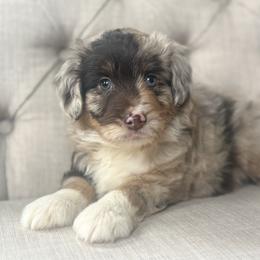 Linus💙 - Black tri-color male Aussiedoodle puppy in Granbury, Texas from Triple Cross Doodles