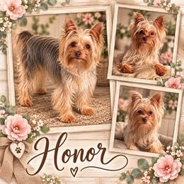 Honor - Yorkshire Terrier