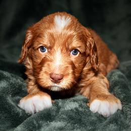 Napoleon - Caramel male Australian Labradoodle puppy in Stanwood, Washington from Victoria Creek Australian Labradoodles