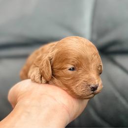 Reef - Red male Cavapoo puppy in Saint George, Utah from Fitzdoodles