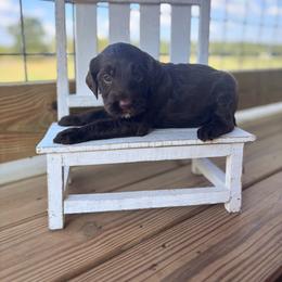 Rook - Chocolate male Goldendoodle puppy in Cleveland, Tennessee from Liberty Creek Farms