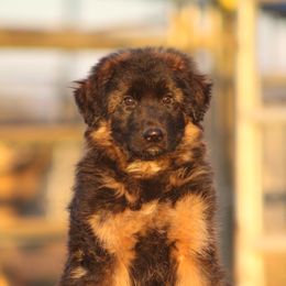 Faith v.d. Bären des Waldes - Black and red German Shepherd puppy in Lincoln, California from Bären des Waldes