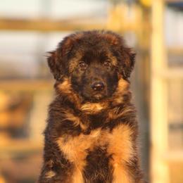 Faith v.d. Bären des Waldes - Black and red German Shepherd puppy in Lincoln, California from Bären des Waldes