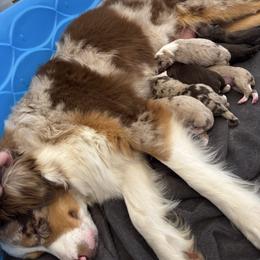 Pending - Red merle female Australian Shepherd puppy in Texas from Legendary Canines