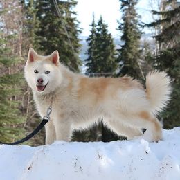 Comet - Pomsky
