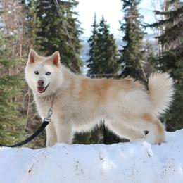 Comet - Pomsky