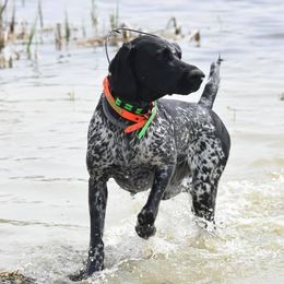 German Shorthaired Pointers from Cathy Derosky's German Shorthaired Pointer