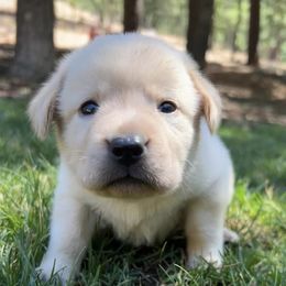 Labrador Retrievers from KS Labradors