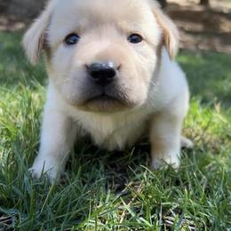 Labrador Retrievers from KS Labradors