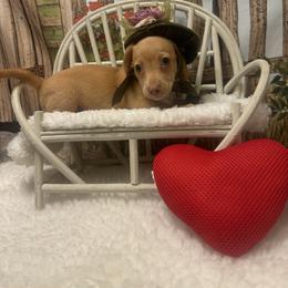 Girl 1 - Red female Dachshund puppy in Polo, Missouri from Blue Tails Farm