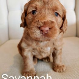 Australian Labradoodle Puppies from Lavender Fields Australian Labradoodles