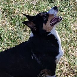 Ginny - Pembroke Welsh Corgi