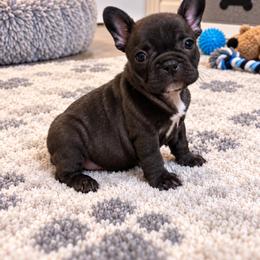 Thelma - Brindle and white female French Bulldog puppy in Grand Praire, Texas from Von Darr Kennels