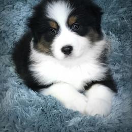 Australian Shepherd Puppies from Cahaba Australian Shepherds