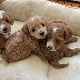 Poodle Puppies from LittleBear Poodles
