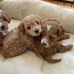 Poodle Puppies from LittleBear Poodles