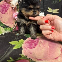 Angela - Black and tan female Pomeranian puppy in Grayslake, Illinois from Touch Of Clouds Poms